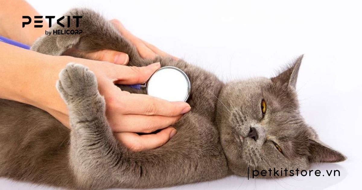 triệt sản mèo đực khi nào