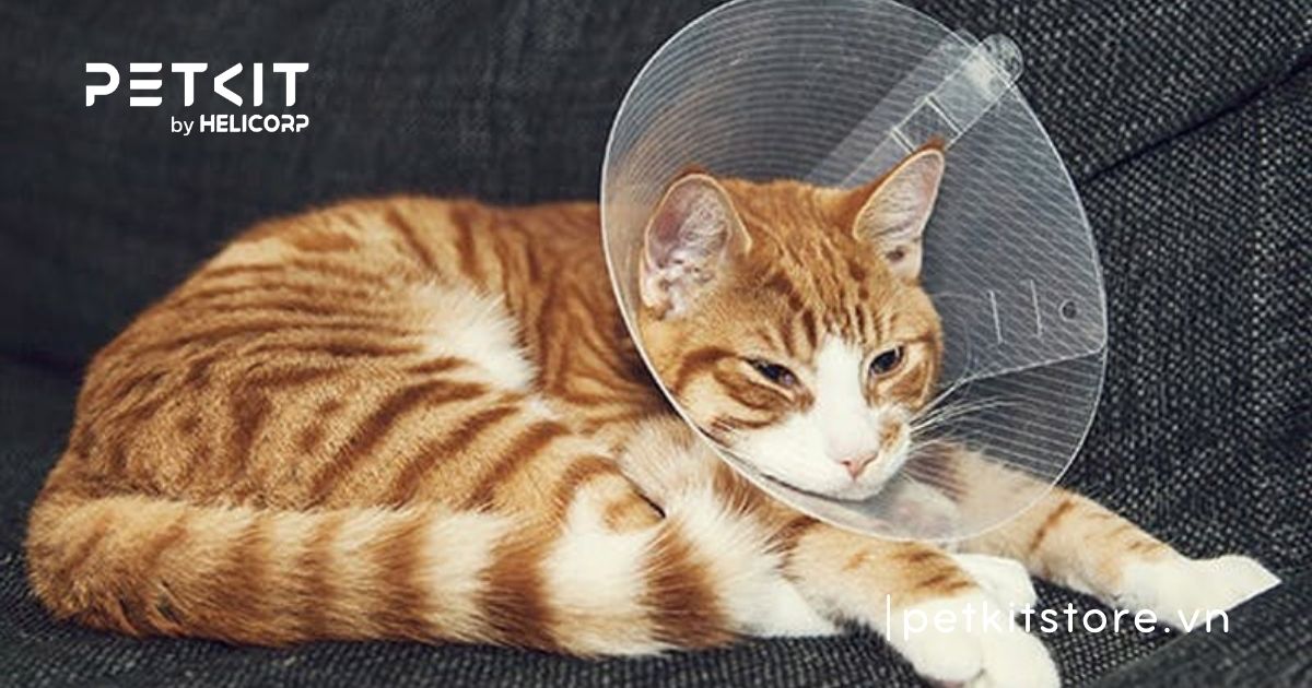 triệt sản mèo đực khi nào