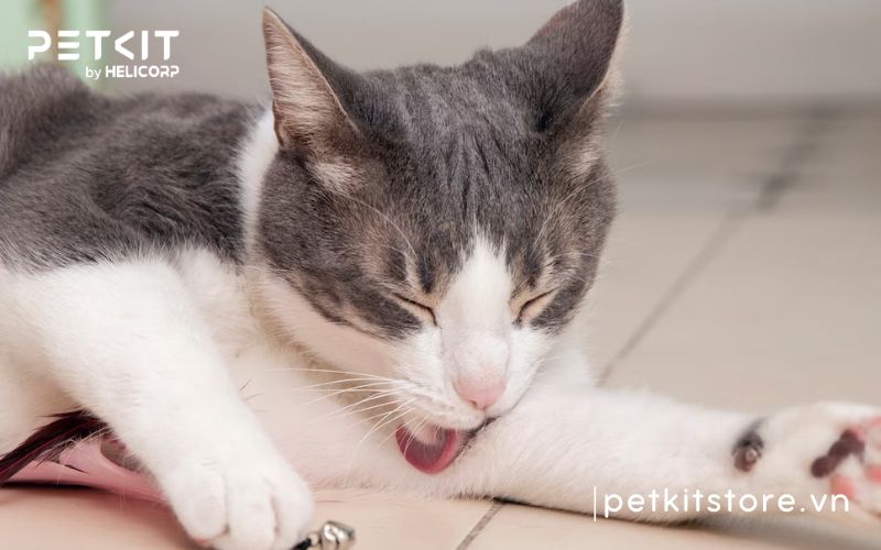 Dấu hiệu bệnh FIP ở mèo