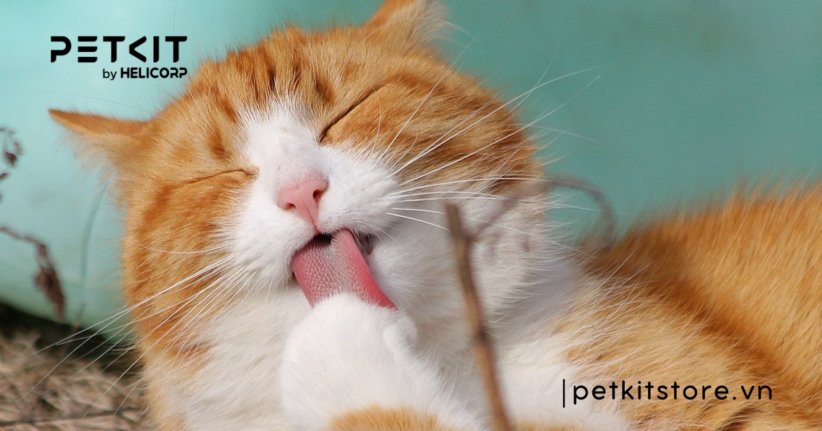 trời lạnh có nên tắm cho mèo không