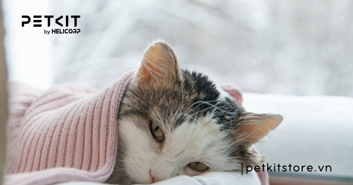 trời lạnh có nên tắm cho mèo không