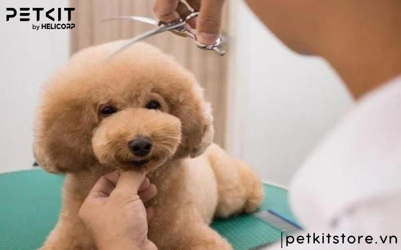 Cắt lông chó poodle bằng kéo