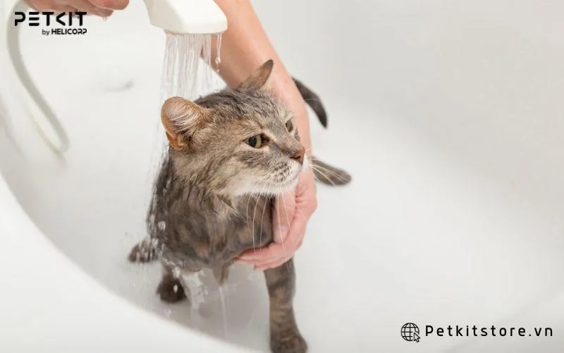 Các bước tắm cho mèo hiệu quả
