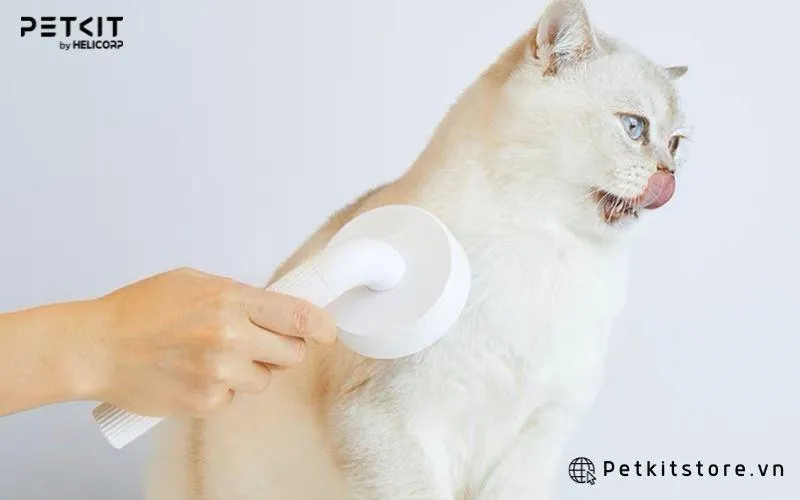 Chải lông thường xuyên giúp loại bỏ lông rụng