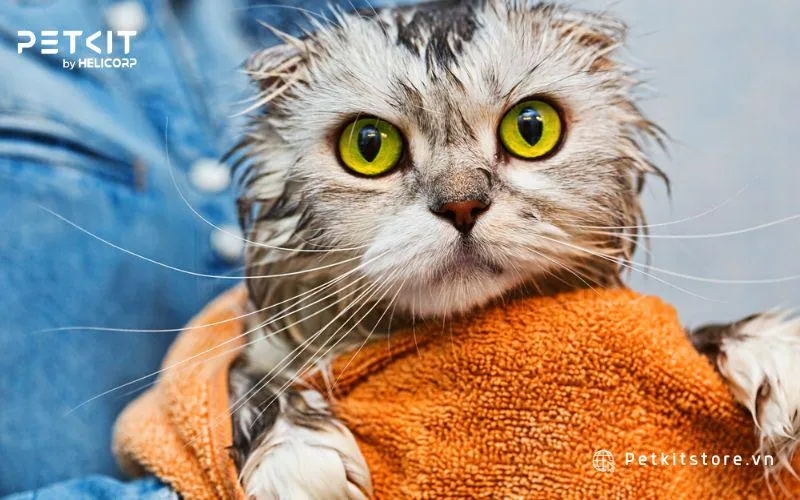 Kiểm tra độ dài lông để đưa ra lịch cắt tỉa lông cho mèo