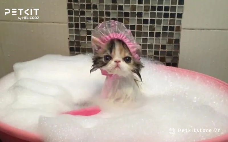 Một số lưu ý khi tắm cho mèo