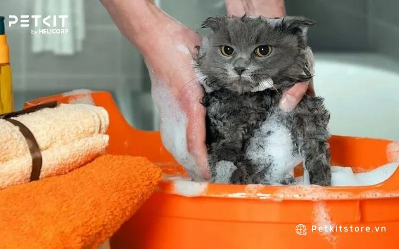 Tắm cho mèo giúp bé mèo sạch sẽ