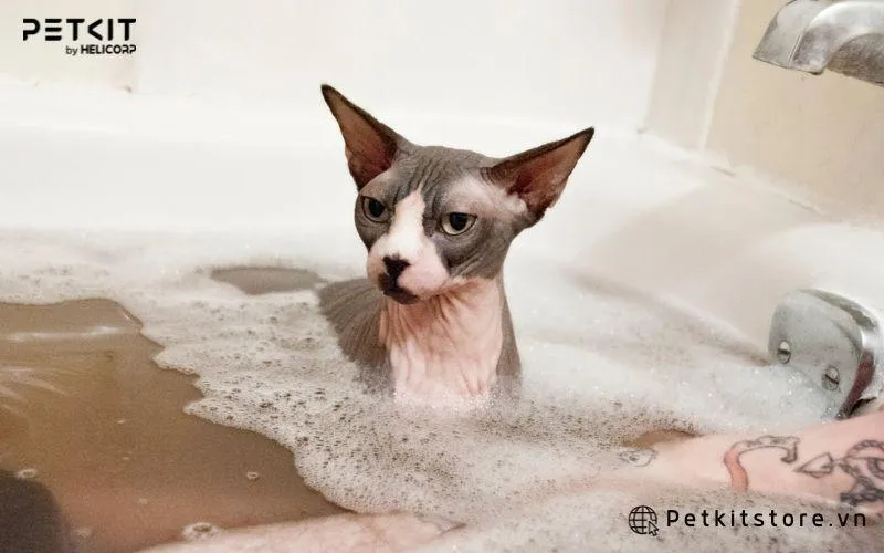 Tắm cho mèo để lấy đi lượng bụi bẩn và vi khuẩn trên da chúng