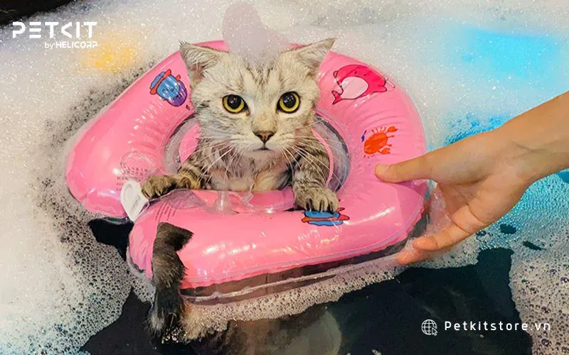Tắm cho mèo bằng các sản phẩm chuyên dụng giúp da và lông mèo mềm mại