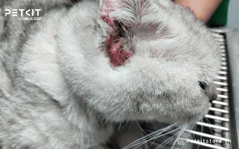 Tắm cho mèo giúp ngăn ngừa nguy cơ bị nấm da