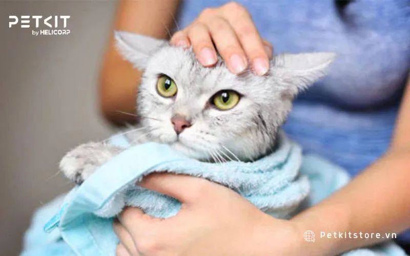 Mèo và chủ nhân trở nên gắn kết với nhau hơn trong việc tắm mèo