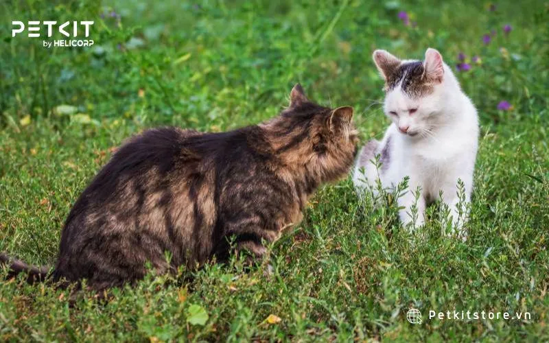 Mèo ra ngoài chơi nhiều, dễ bị nhiễm bẩn
