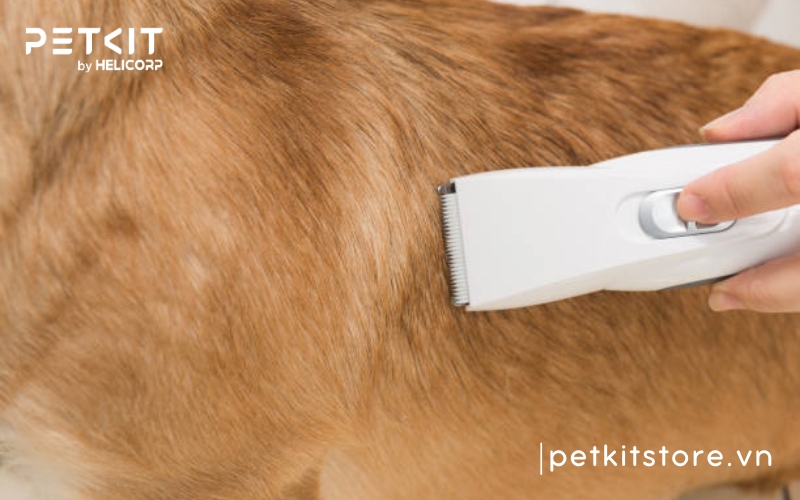tông đơ cắt lông chó mèo