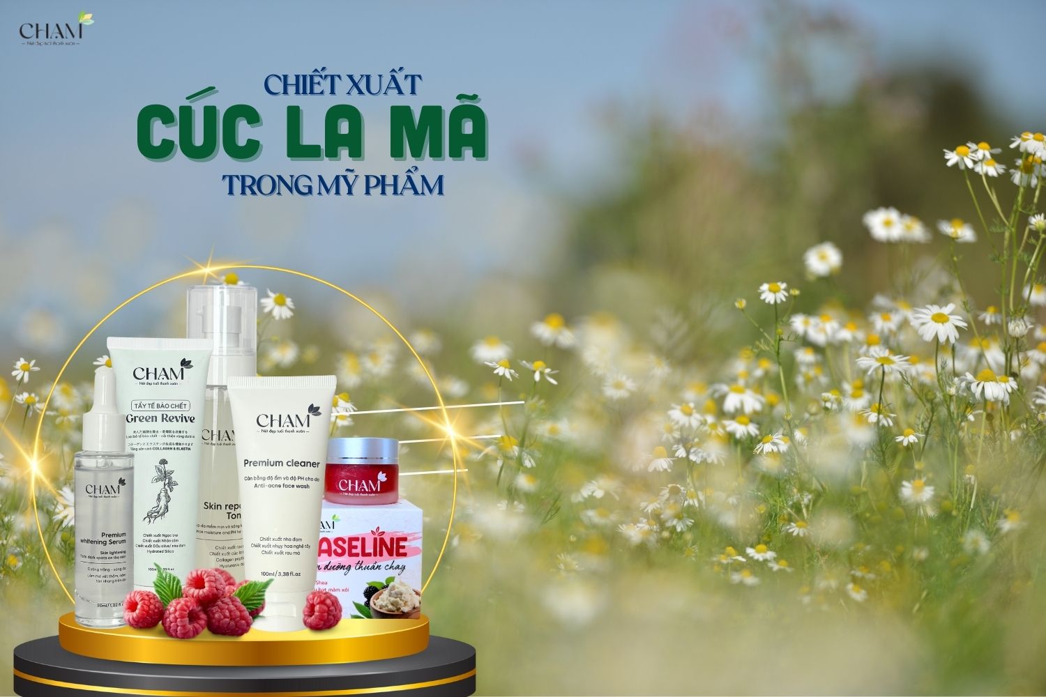 Chiết xuất cúc la mã trong mỹ phẩm đang trở thành một trong những xu hướng nổi bật trong ngành công nghiệp làm đẹp hiện nay