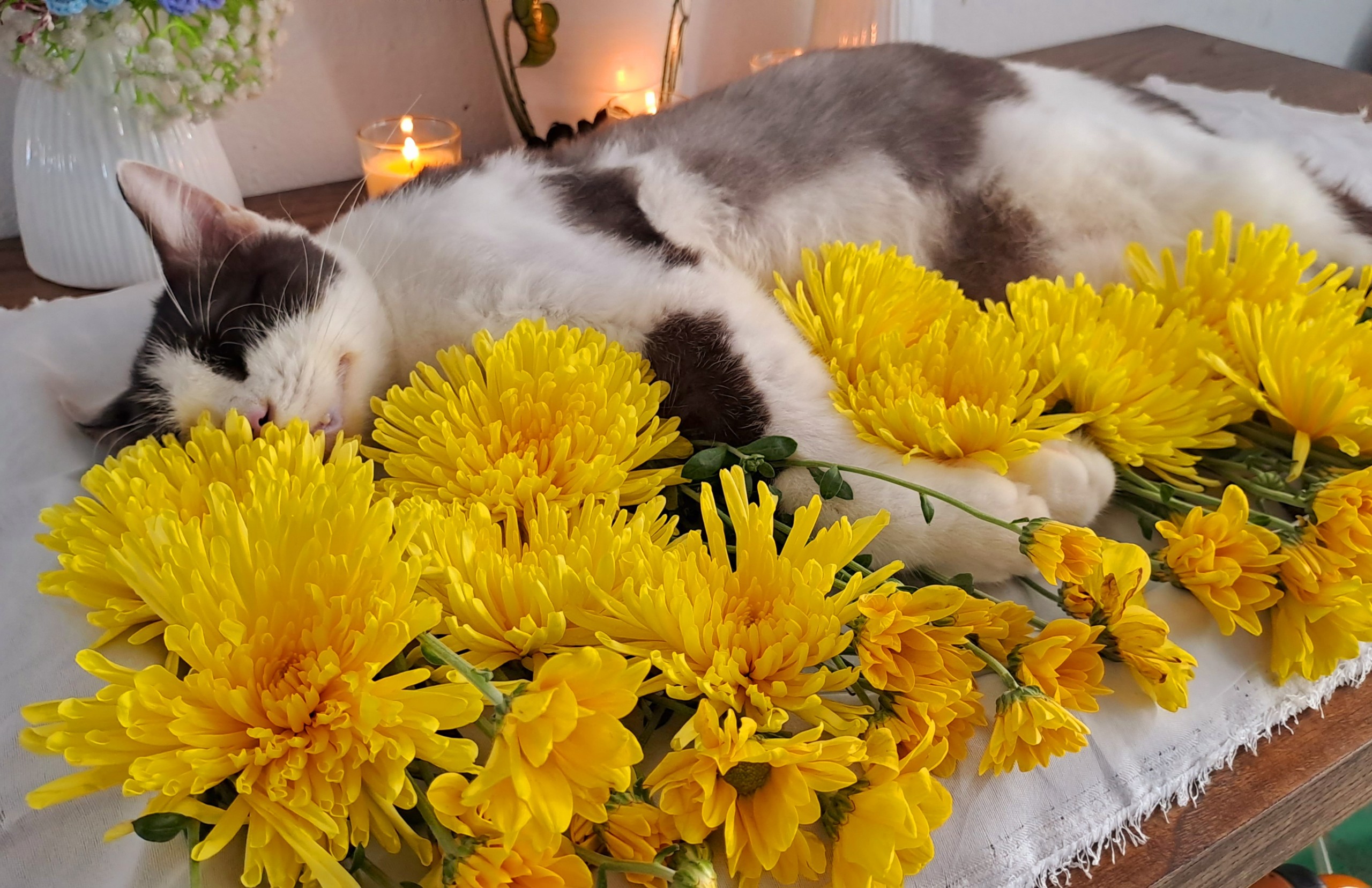 hỏa táng thú cưng