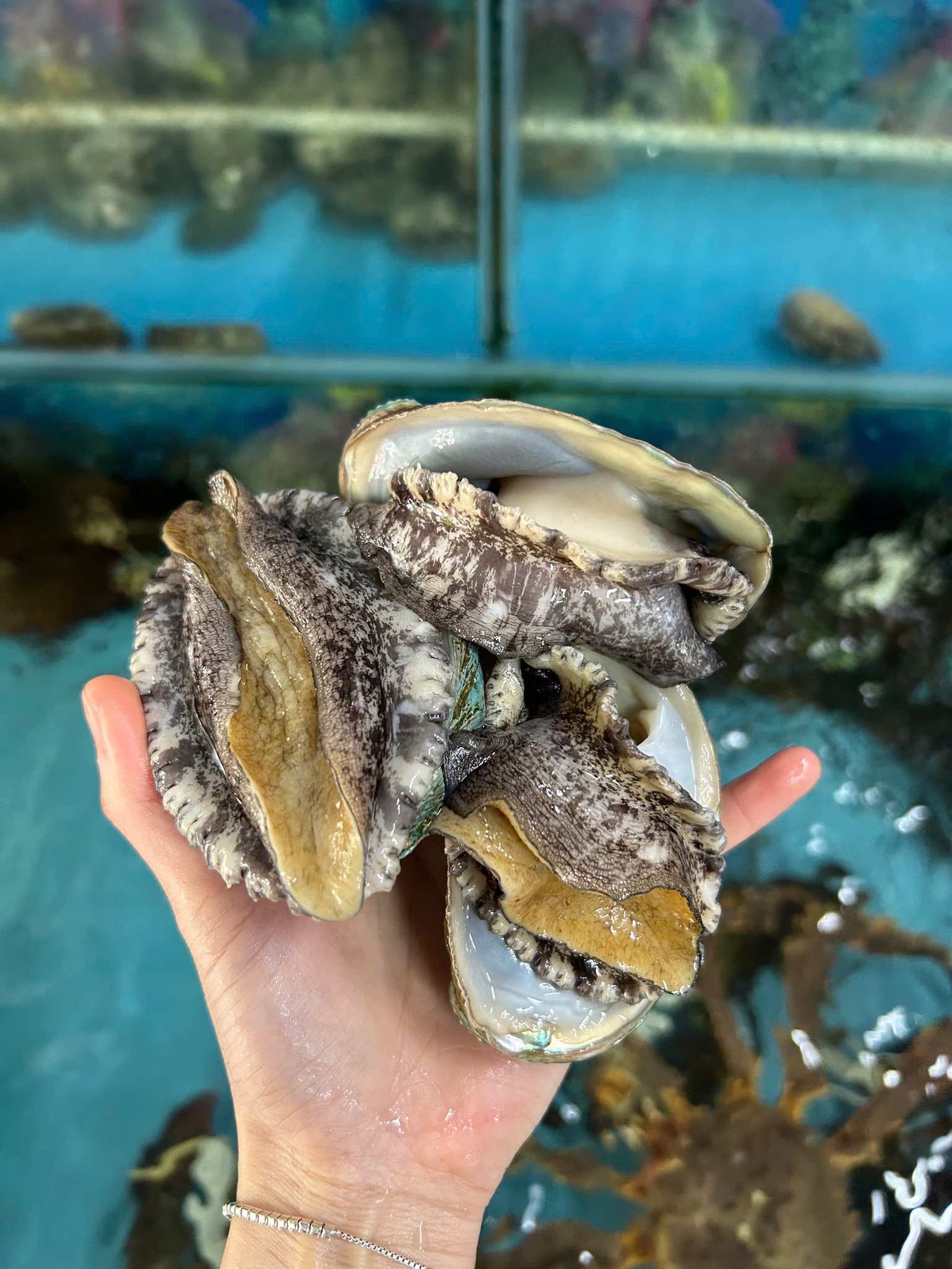 Bào ngư Hàn Quốc Ekago