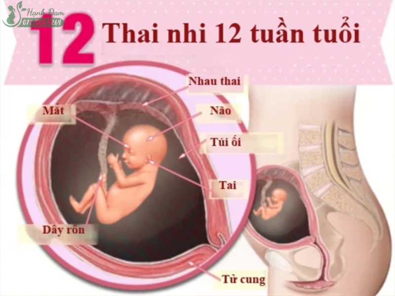 tam cá nguyệt thứ nhất