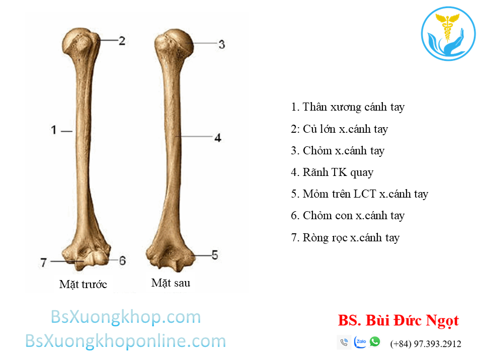Xương cánh tay | BsXuongkhop.com