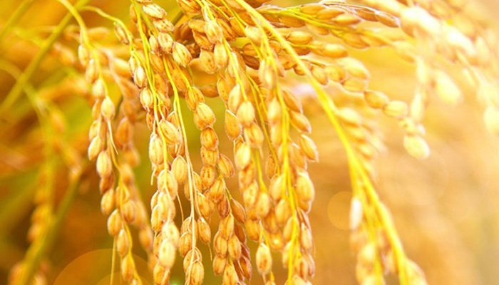 Lúa nếp | BsXuongkhop.com