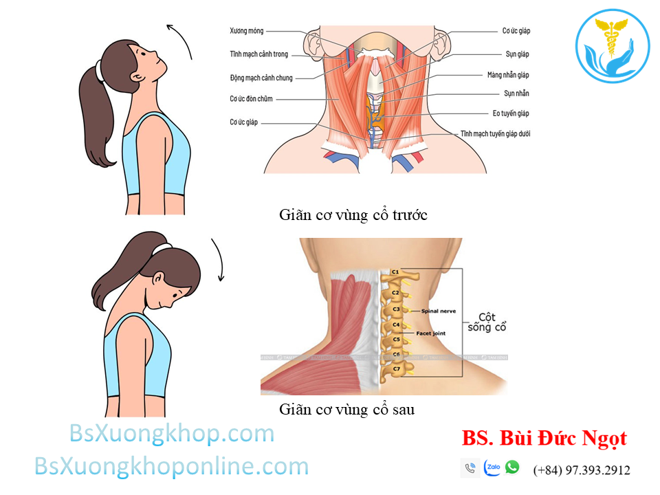 Bài tập giãn cổ trước ||| BsXuongkhop.com