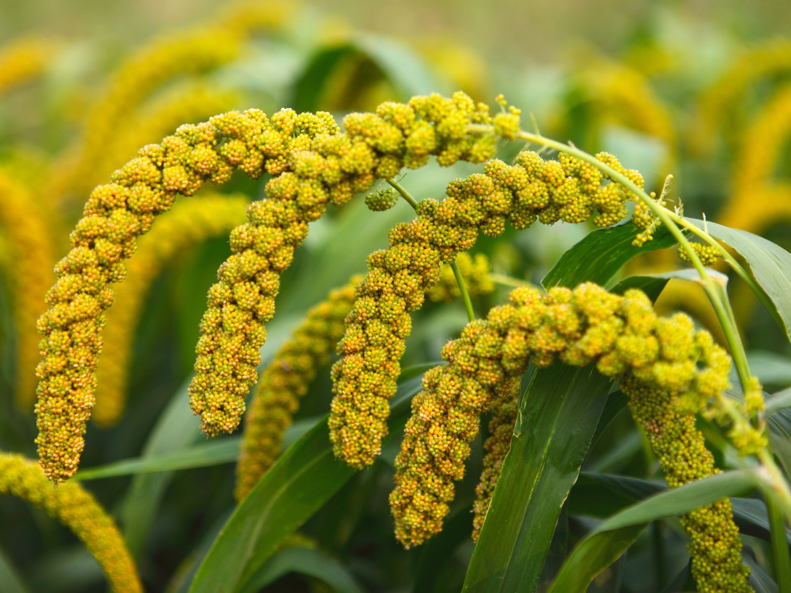 Kê | BsXuongkhop.com