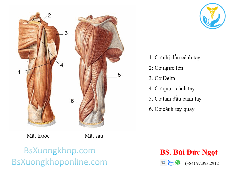 Cơ vùng cánh tay | BsXuongkhop.com