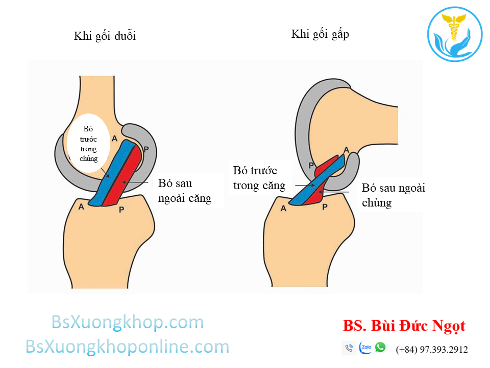 Phối của các bó dây chằng khi gối gấp và duỗi