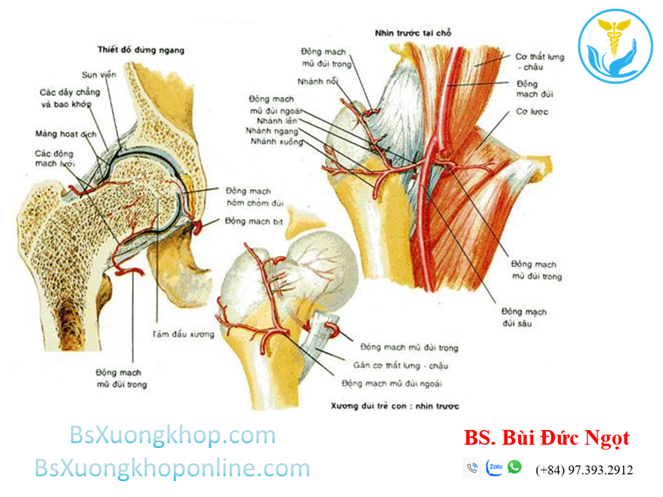 Các xương và mạch máu quanh khớp háng