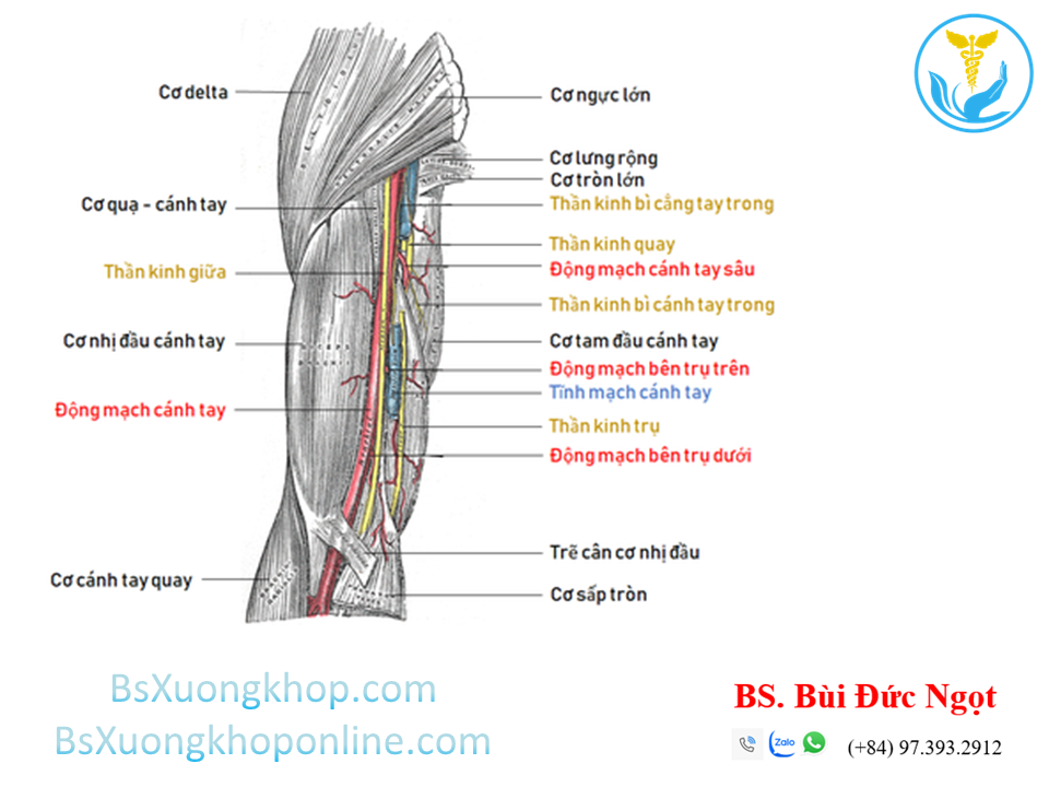 Thần kinh và mạch máu vùng cánh tay | BsXuongkhop.com