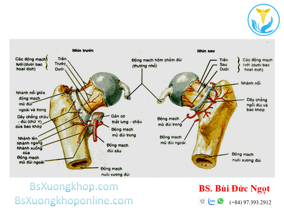 Các dây chằng khớp háng