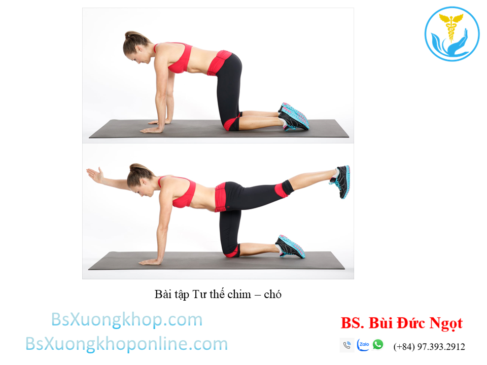 Bài tập Tư thế con chim - chó ||| BsXuongkhop.com