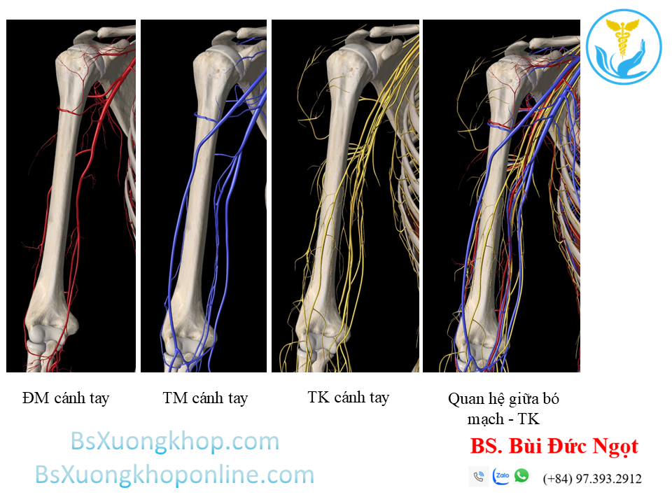 Liên quan mạch máu - thần kinh cánh tay | BsXuongkhop.com