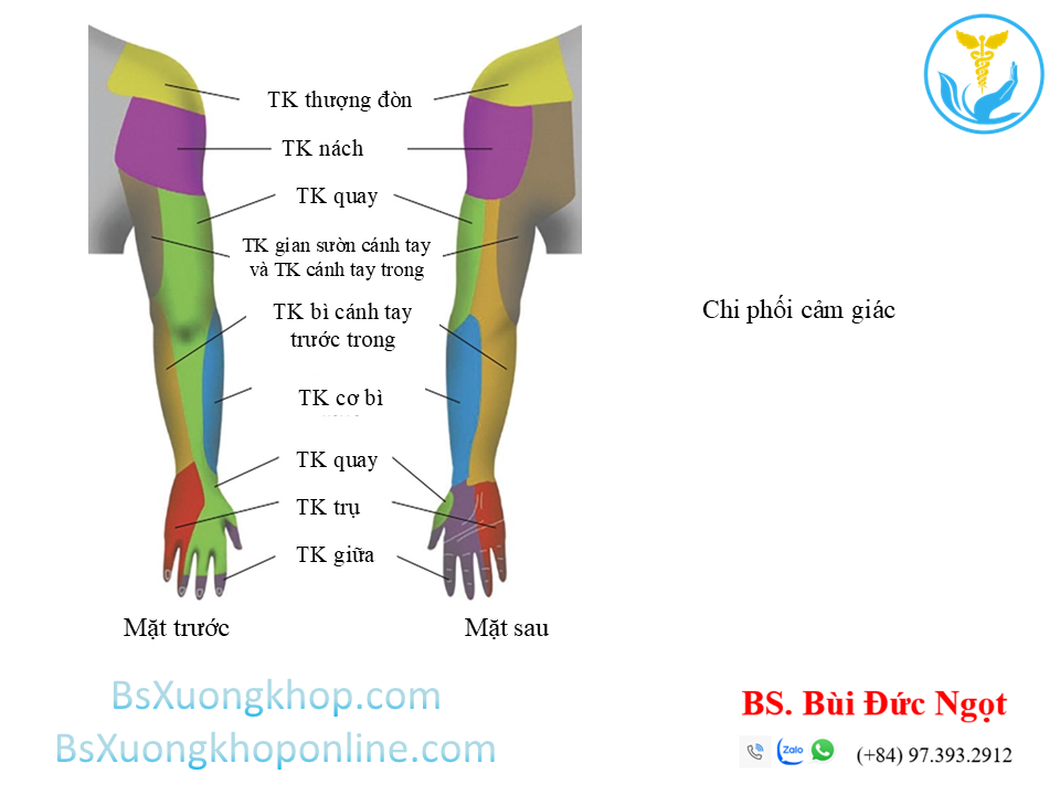 Chi phối cảm giác của thần kinh chi trên | BsXuongkhop.com