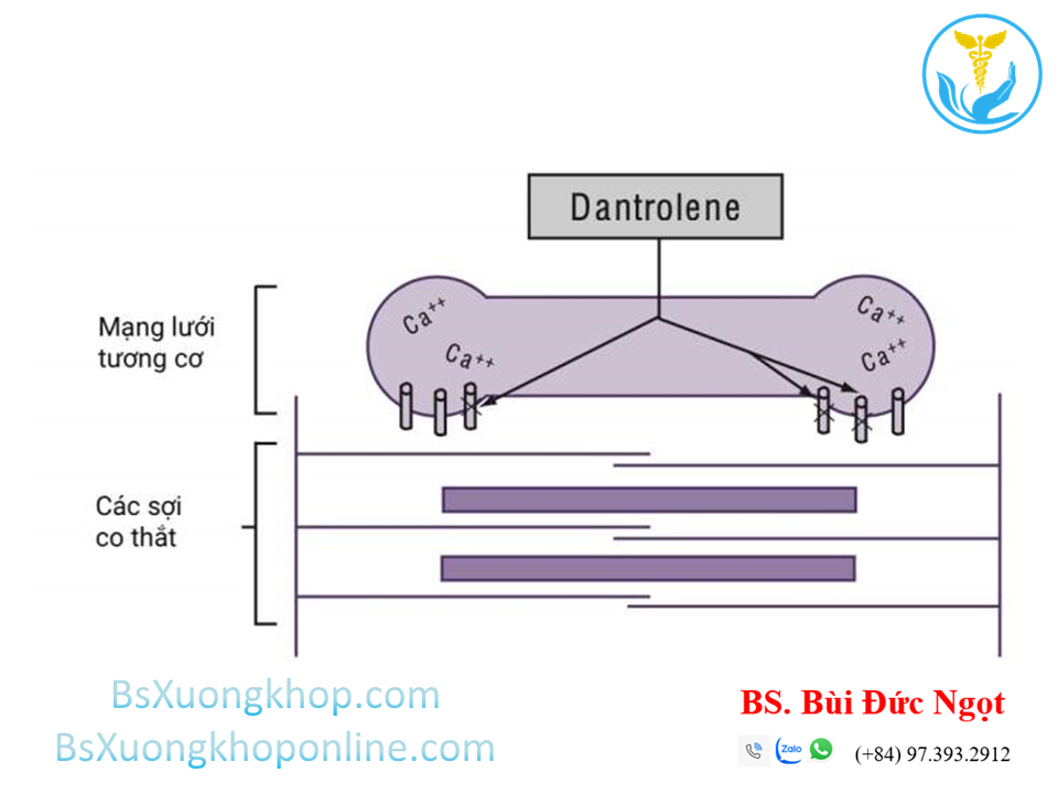 Thuốc giãn cơ ||| BsXuongkhop.com