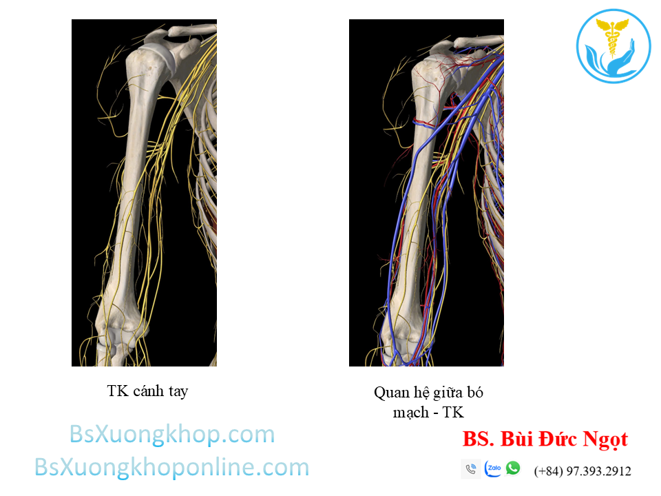 Thần kinh vùng cánh tay | BsXuongkhop.com
