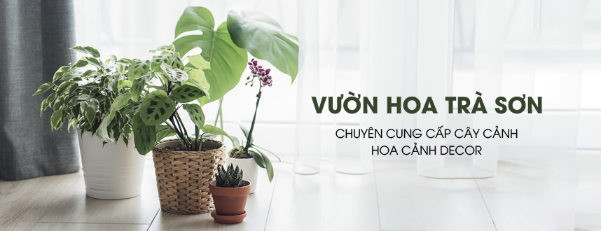 Vườn Hoa Trà Sơn