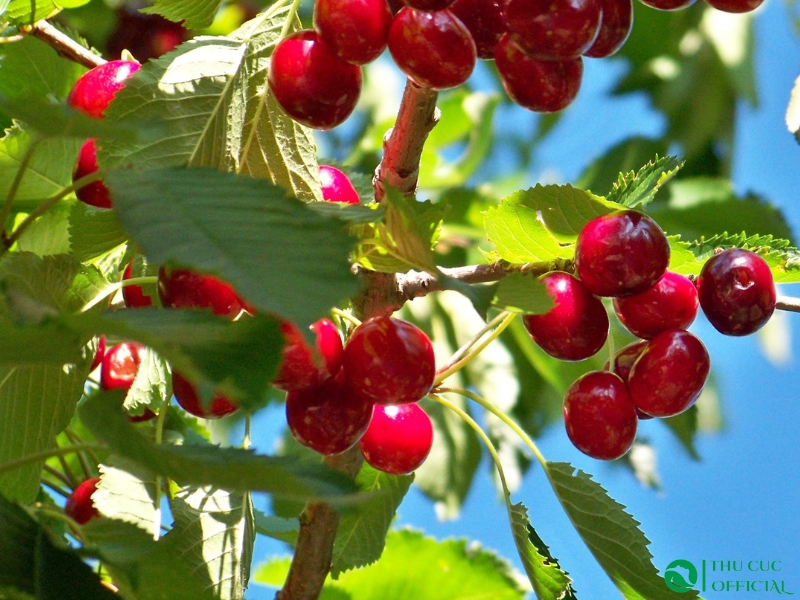 Làm đẹp da với anh đào