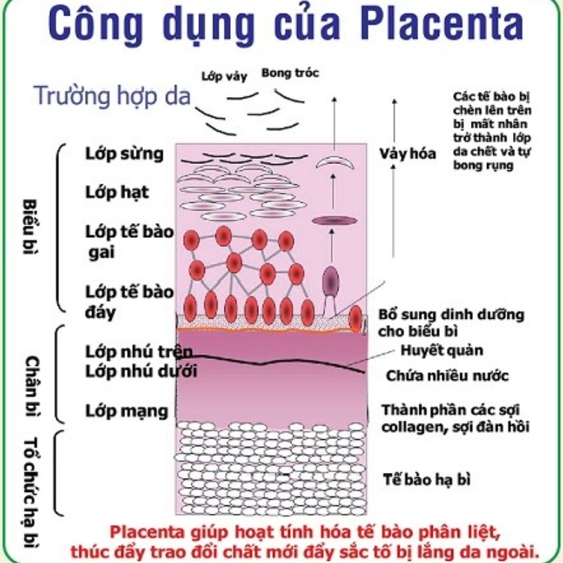 Công dụng của Placenta trong Ampoule Estesophy