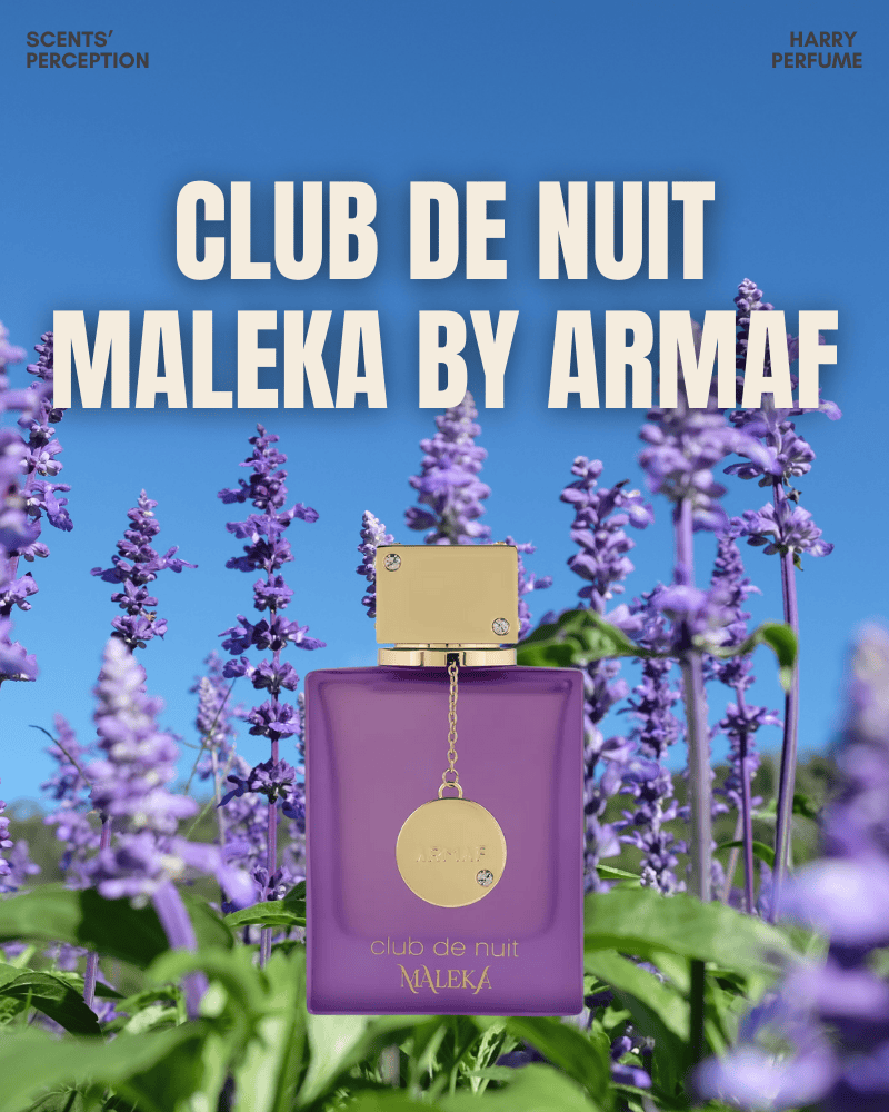 Club de Nuit Maleka – Vàng rực vương giả, ngọt ngào và quyền lực với dấu ấn vải thiều, praline đầy mê hoặc.