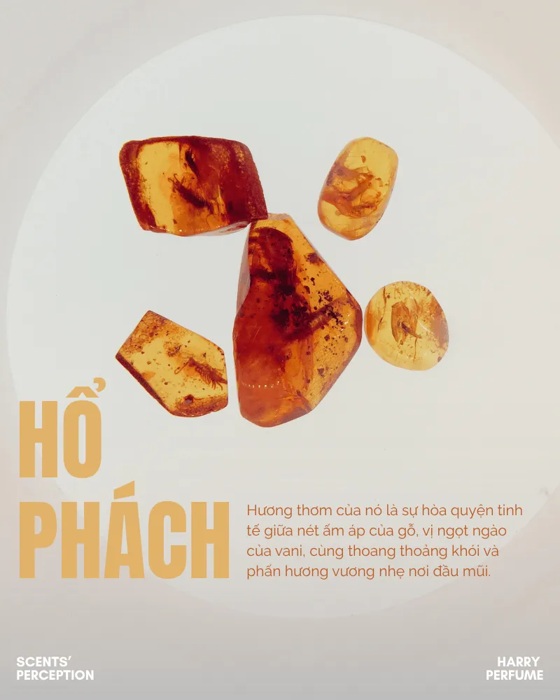 Hổ phách là linh hồn của hương Phương Đông, mang sắc vàng ấm cùng mùi thơm nồng nàn, pha trộn giữa gỗ, vani và khói, tạo cảm giác sâu lắng và quyến rũ khó quên.