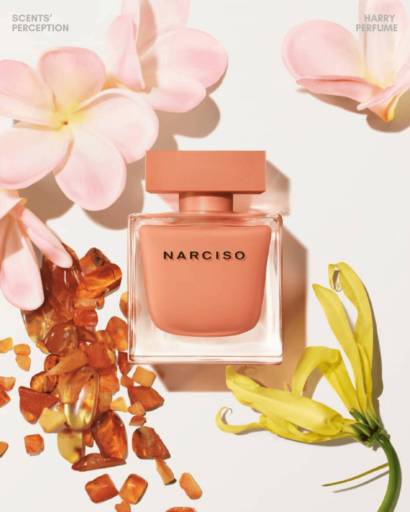 Narciso Ambree EDP mở ra dịu dàng với hoa trắng tươi sáng, lan tỏa xạ hương – hổ phách ấm áp ôm da