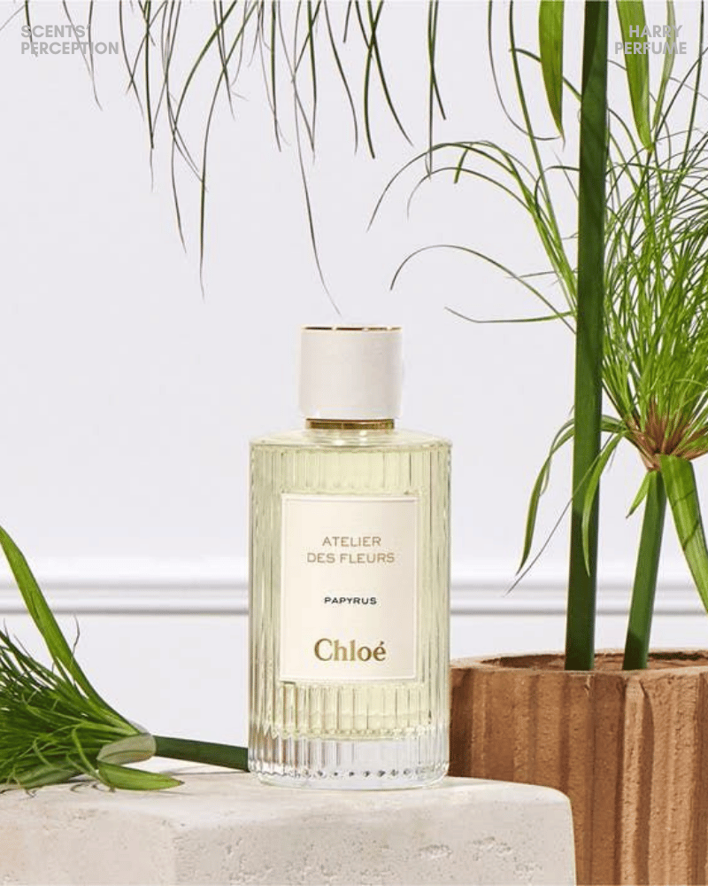 Chloé Atelier Des Fleurs Papyrus EDP mang hương giấy cói, gỗ khô, trầm lắng, sang trọng và tinh tế riêng.