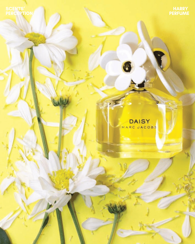 Daisy lưu hương khoảng 3–5 giờ, tỏa rõ trong 30–60 phút đầu rồi dịu dần và ôm sát cơ thể.