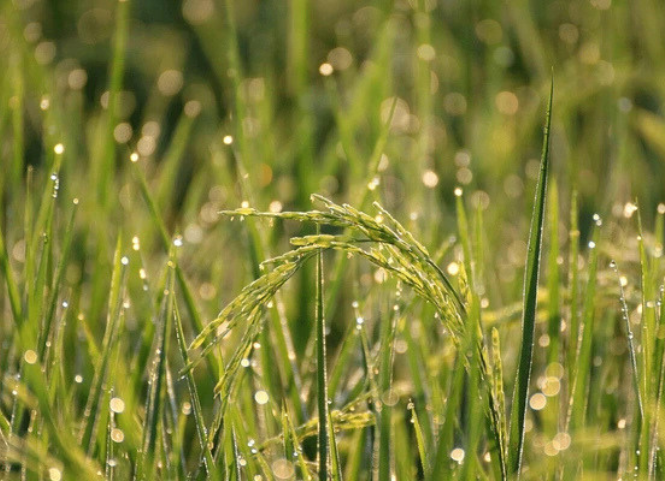 5 cách hiệu quả giúp hạn chế lúa đổ trong mùa mưa bão 2