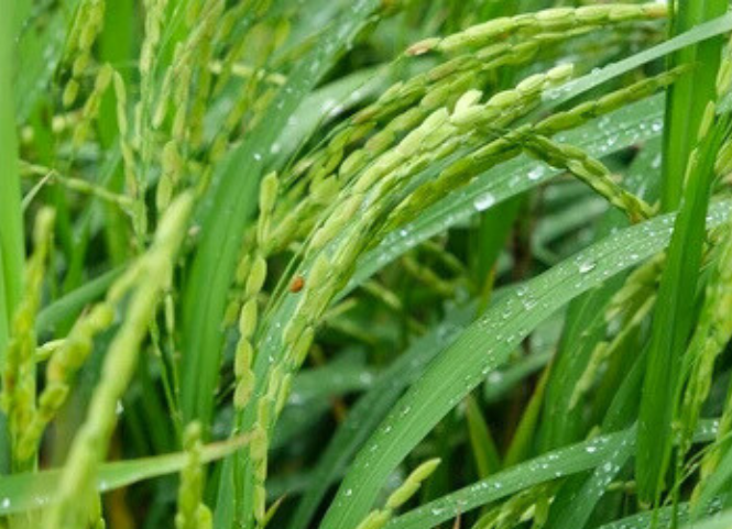 5 cách hiệu quả giúp hạn chế lúa đổ trong mùa mưa bão 3