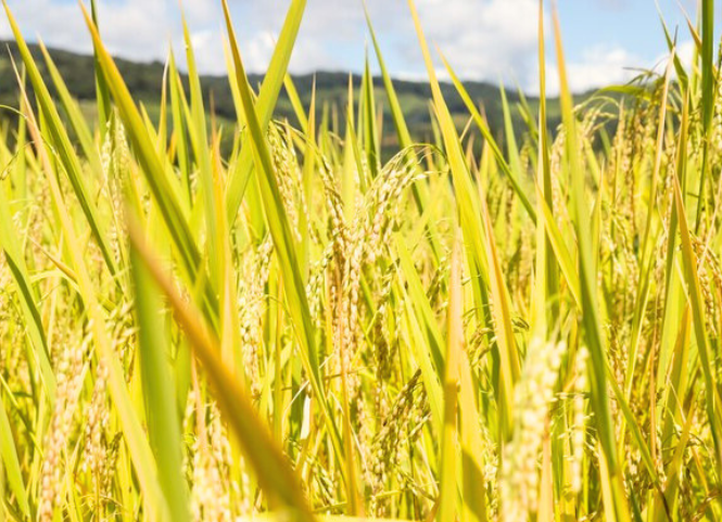 5 giống lúa chịu mặn phổ biến hiện nay 2