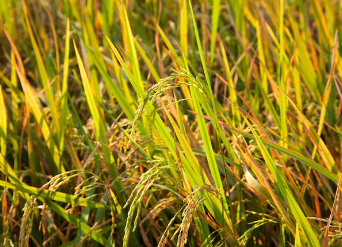 5 giống lúa chịu mặn phổ biến hiện nay 3
