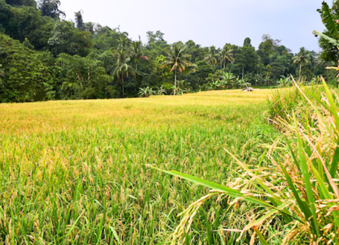 5 kỹ thuật chăm lúa hè thu giúp vượt qua giai đoạn nóng đỉnh điểm 2