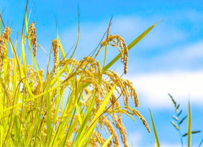 5 kỹ thuật chăm lúa hè thu giúp vượt qua giai đoạn nóng đỉnh điểm 3