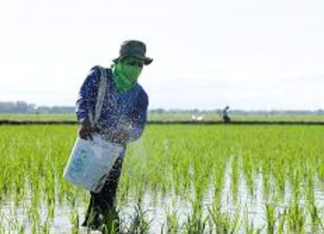 7 sai lầm khi chăm sóc lúa mùa nắng nóng 2